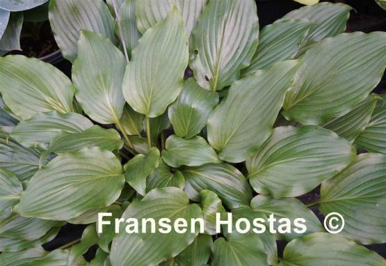 Hosta longipes